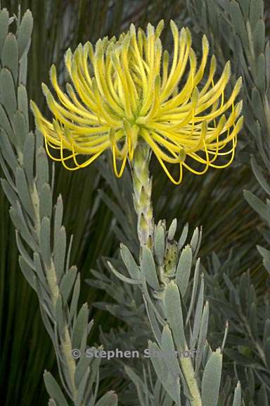 leucospermum reflexum 1 graphic